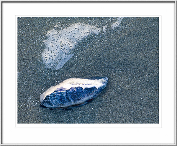Image ID: 100-155-4 : Foam Fish And Shell 